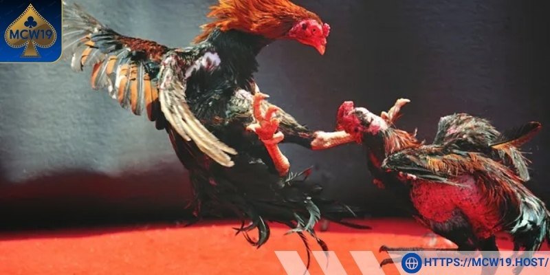 Nắm rõ các thông tin trận đấu chọi gà